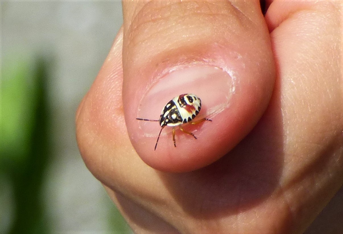 ninfa di Carpocoris sp. (Pentatomidae)